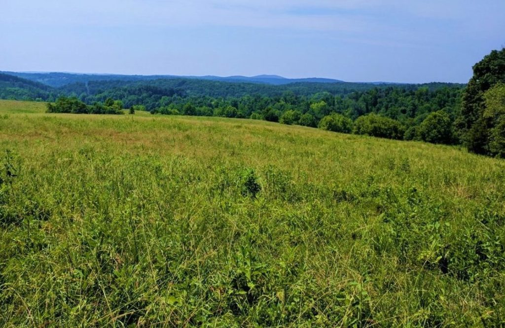 The future site of Apex’s 80 MW Dragonfly Solar project.