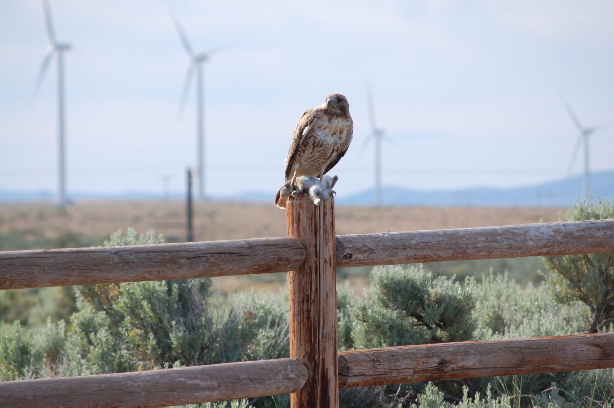 A red-tailed hawk hunts near turbines at the Wild Horse wind facility in central Washington State.