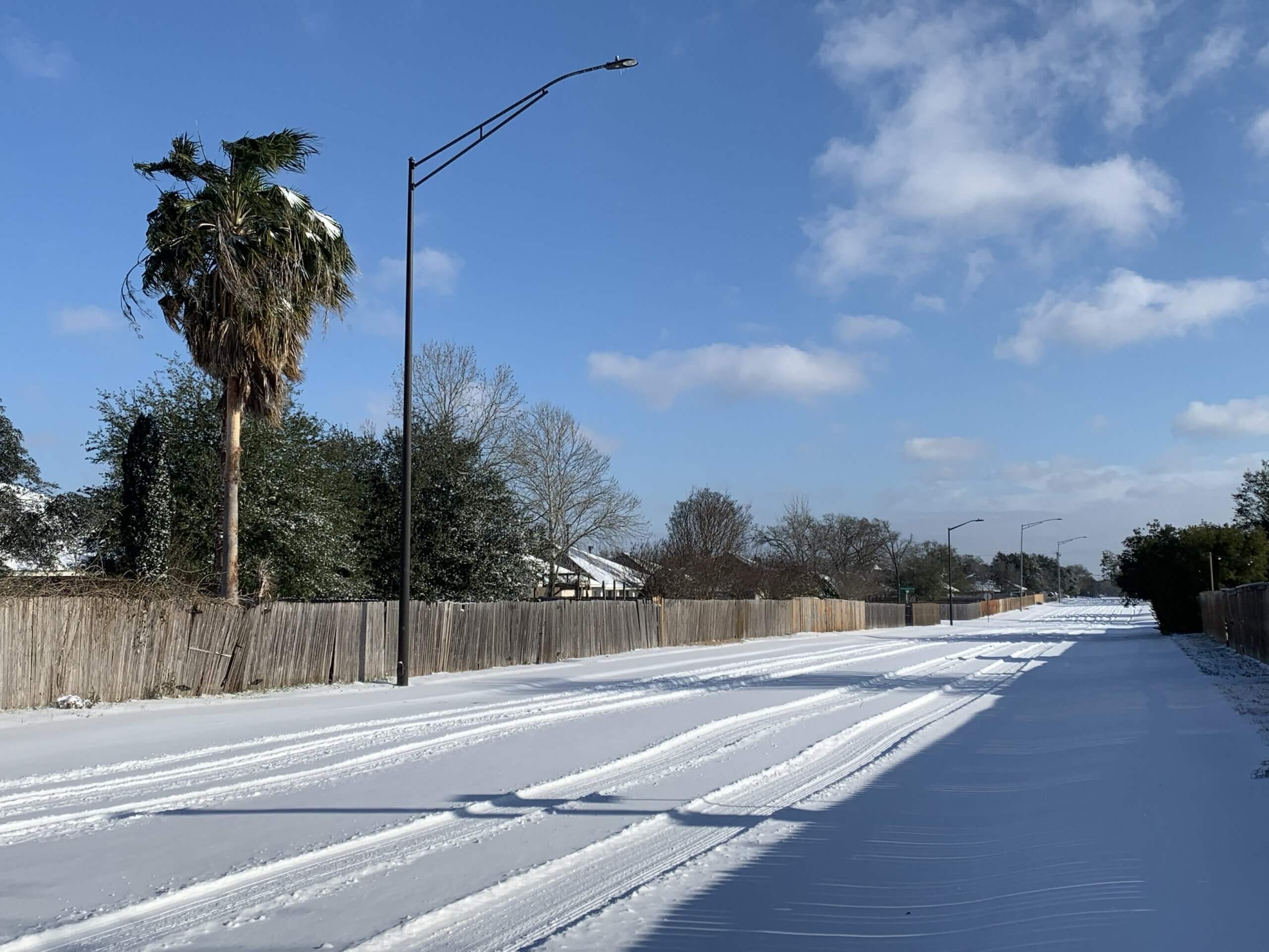 snowy road and palm tree
