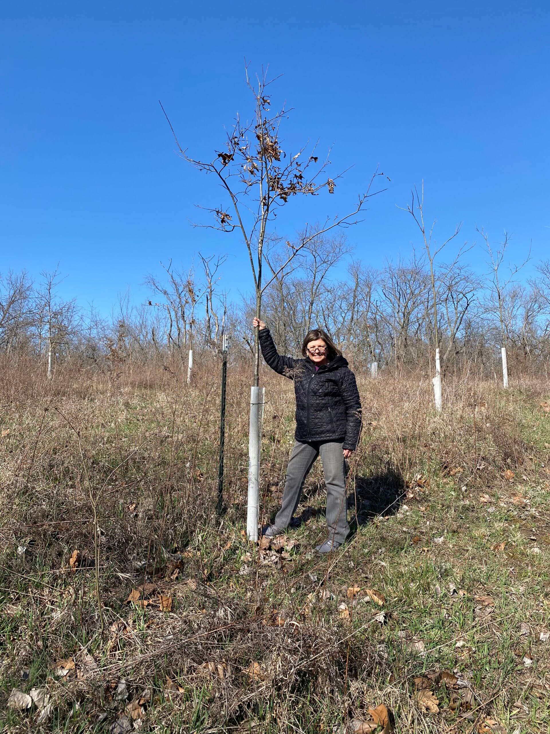 woman next to oak tree sapling